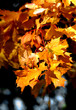 Leaves of the tree