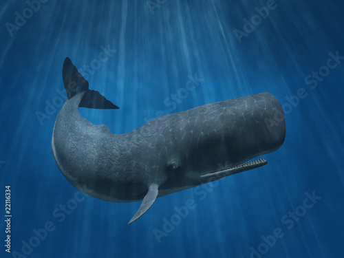 Illustration: Sperm Whale Sperm Whale
