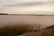 Grasses on Wetland Marshland