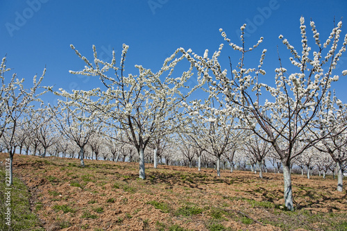 Photo: cherry garden cherry garden