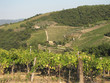 Vineyards and olive fields in Chianti, Tuscany