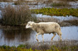 sheep running
