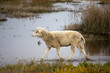 sheep running