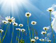 White daisies on blue sky background. White daisies on blue sky background.