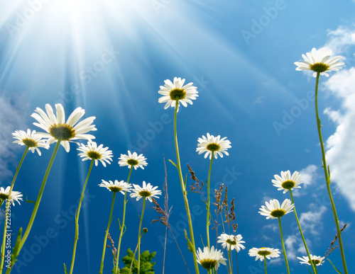 Photo: White daisies on blue sky background. White daisies on blue sky background.
