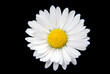 Gänseblümchen