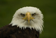 A portrait of a bald eagle