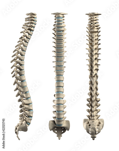 Illustration: Human spine with Disc isolated - lateral, posterior, anterio Human spine with Disc isolated - lateral, posterior, anterio