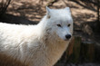 Loup blanc Loup blanc