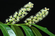 laurier-cerise ,prunus laurocerasus laurier-cerise ,prunus laurocerasus