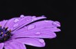 Osteospermum Fruticosum con rocio