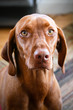 brown dog face brown dog face