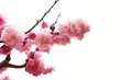 plum branch with flowers plum branch with flowers