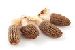 Morchella, morchel