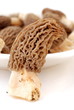 Morchel - morchella