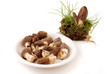 Morchella, morel