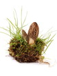 Morchel - morchella esculenta