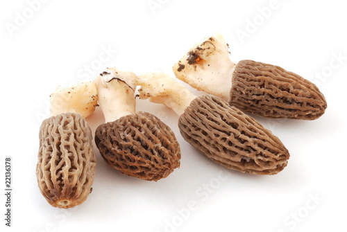 Foto: Morchella, morchel Morchella, morchel