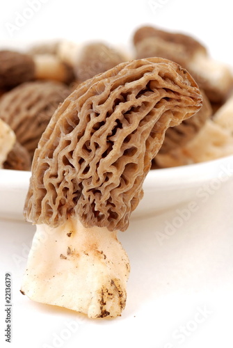 Foto: Morchel - morchella Morchel - morchella