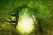 Door to the fairy land