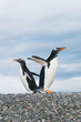 gentoo penguins gentoo penguins