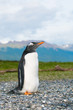 gentoo penguin gentoo penguin