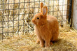 Hase im Stall
