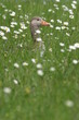 Graugans in Blumenwiese