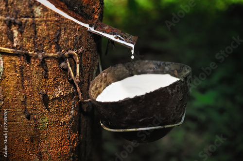 Foto: Natural Rubber Natural Rubber