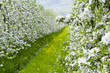 Foto: Apfelblüte Apfelblüte