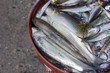 Fresh Sardines