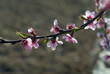 Photo: branche de pêcher branche de pêcher
