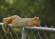 fox squirrel