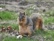 fox squirrel