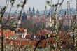View of Prague through the blooming gardens View of Prague through the blooming gardens