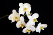 Orchidee 1
