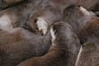 yin yang loutres