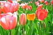 Blumeninsel Mainau, Land Baden-Württemberg, Deutschland.