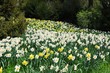 Blumeninsel Mainau, Land Baden-Württemberg, Deutschland.