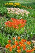 Blumeninsel Mainau, Land Baden-Württemberg, Deutschland.
