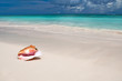 Beige shell on white sand beach near blue ocean Beige shell on white sand beach near blue ocean