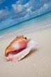 Beige shell on white sand beach near blue ocean Beige shell on white sand beach near blue ocean