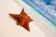 Red starfish on a sand beach Red starfish on a sand beach