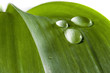 droplets on a leaf