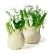Fennel Fennel
