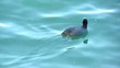 Duck diving for food