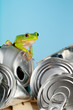 Ecology frog