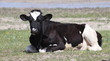 Black and White Herford Cow Black and White Herford Cow