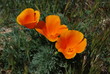 California poppies near Lancaster, California