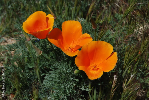 Photo: California poppies near Lancaster, California California poppies near Lancaster, California